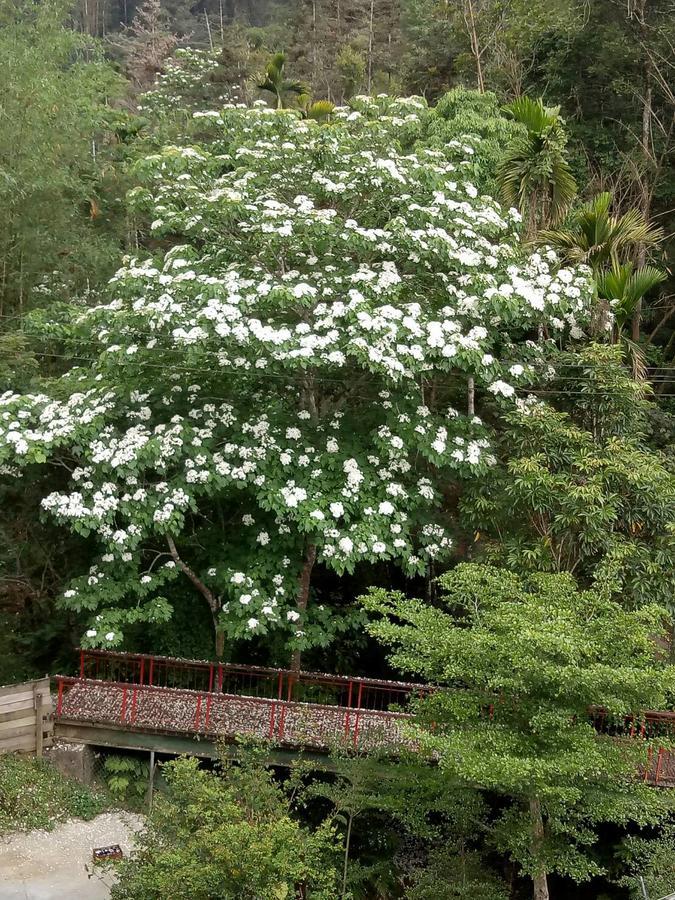 Dingdai Cherry Blossoms Resort Nantou Buitenkant foto